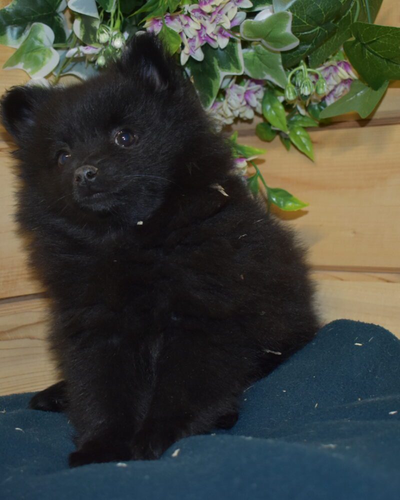 SPITZ F NON LOF NEE LE 06.12.2023 NOIR (7388)