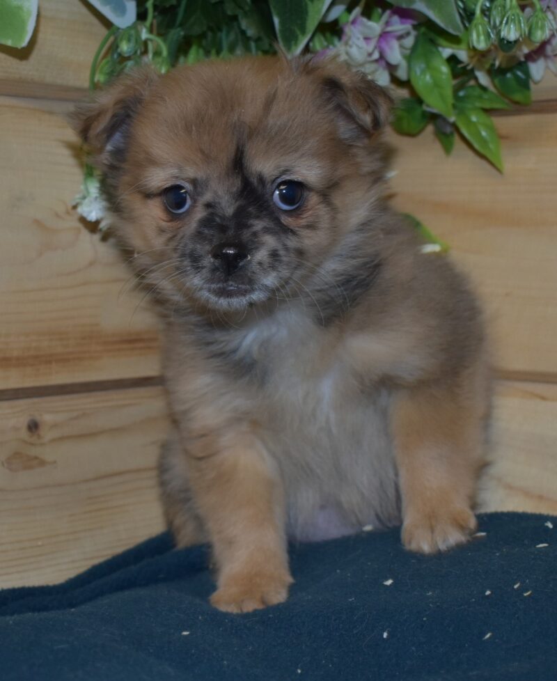 CHIHUAHUA F NON LOF NEE LE 05.12.2023 FAUVE MERLE(7396)