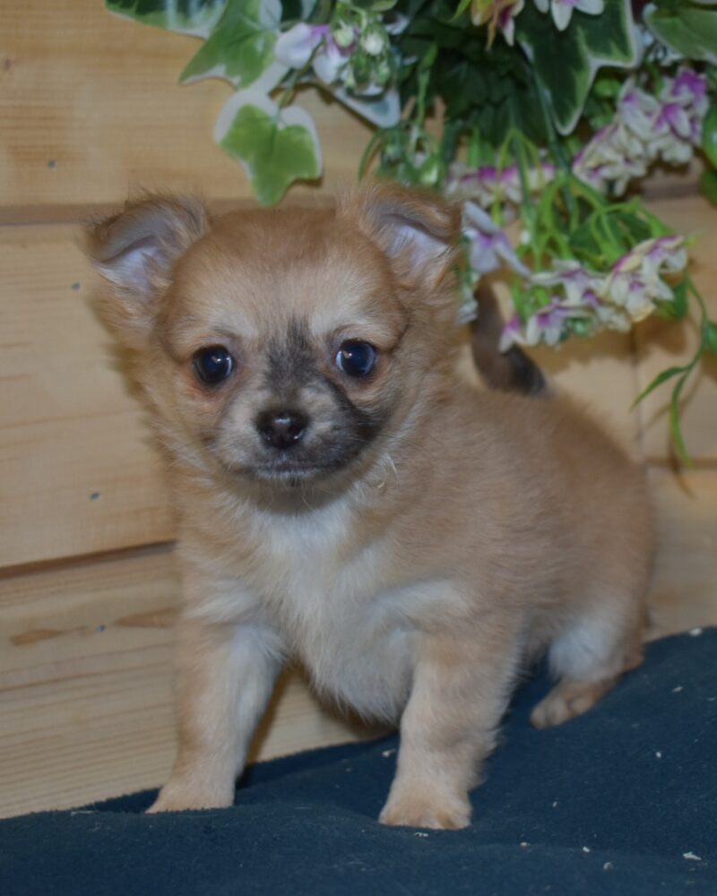 CHIHUAHUA F NON LOF NEE LE 05.12.2023 FAUVE MERLE(7387)