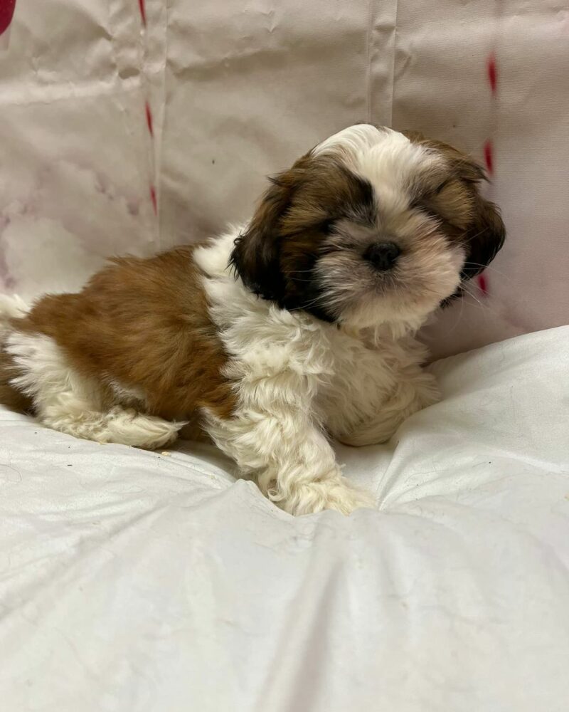 Shih tzu (7649)