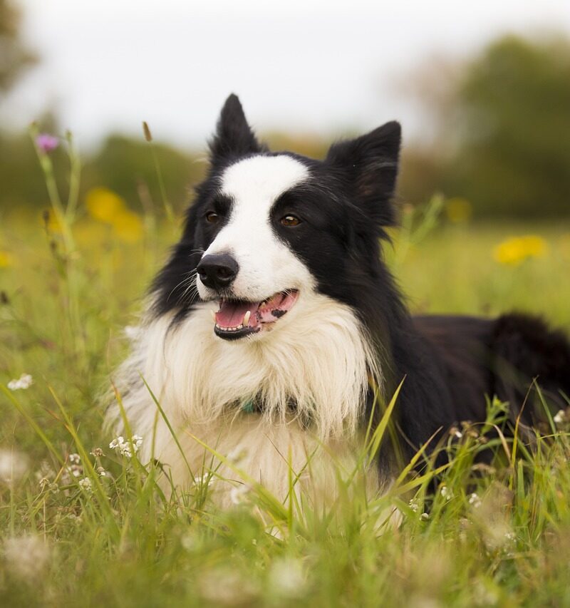 Border Collie (5381)