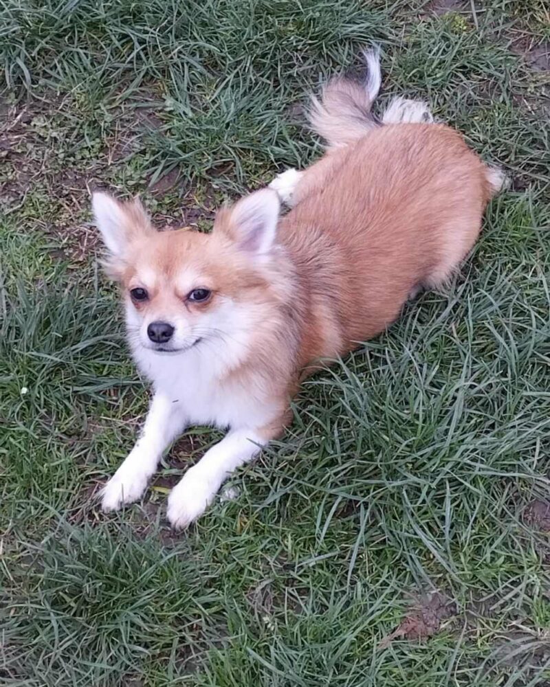 Chihuahua poil long (6804)