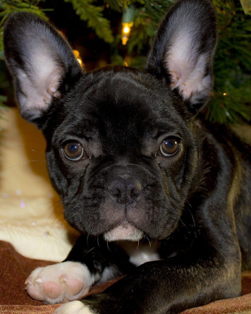 Bouledogue Français (7272)