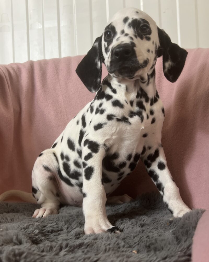 Dalmatien (7069)