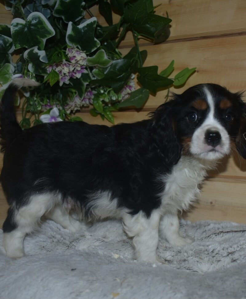 CAVALIER KING CHARLES MALE NON LOF 04.12.2023 (7002)