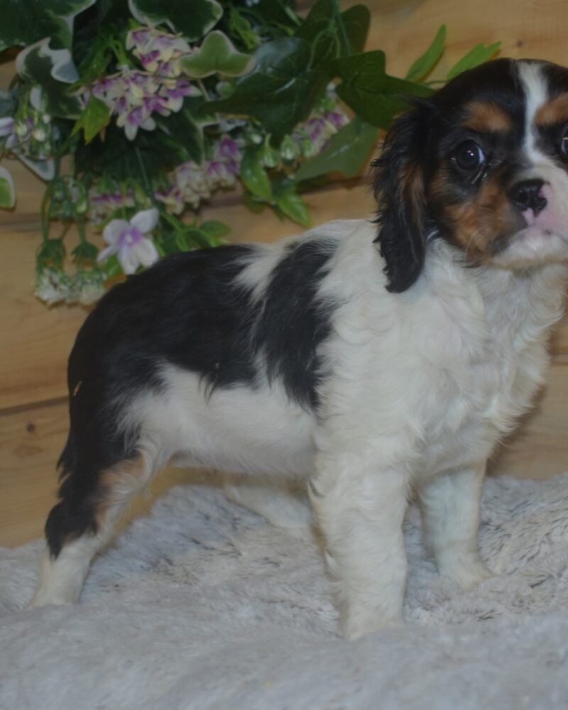 CAVALIER KING CHARLES F NON LOF 04.12.2023 (7012)