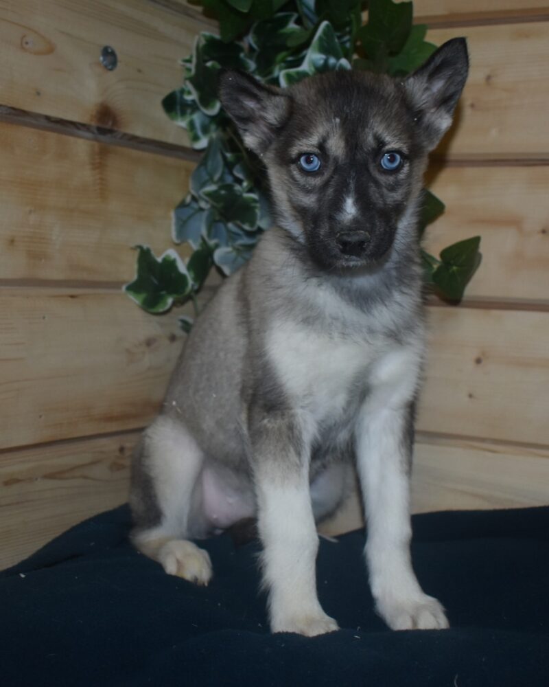 HUSKY/NON.LOF/F/01.04.2024 M BL(84645)