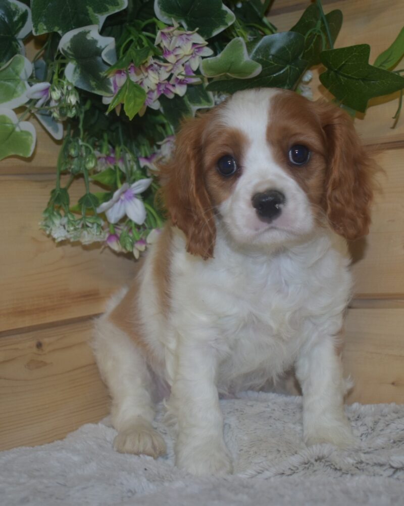 CAVALIER.KC/NON.LOF/M/01.03.2024/62 BLH  (10399)