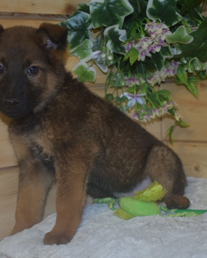 MALINOIS manque de type MALE NE LE 19.12.2023 (6995)