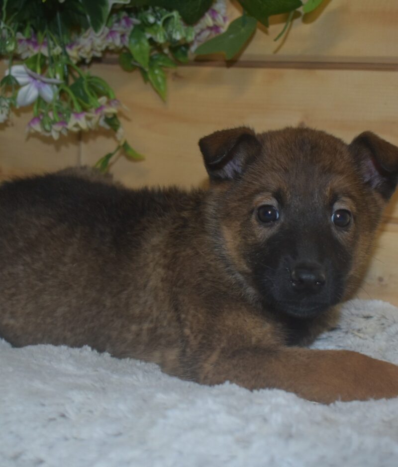 MALINOIS manque de type Femelle Née Le 19.12.2023 (6992)