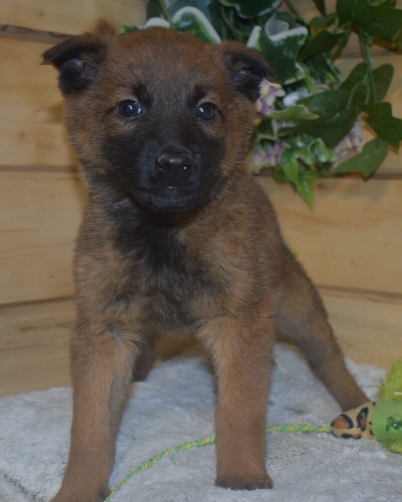 MALINOIS manque de type Femelle Née Le 19.12.2023 (6975)