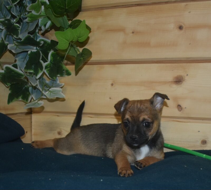 CHIHUAHUA M NON LOF 19/04/2023 (2095)