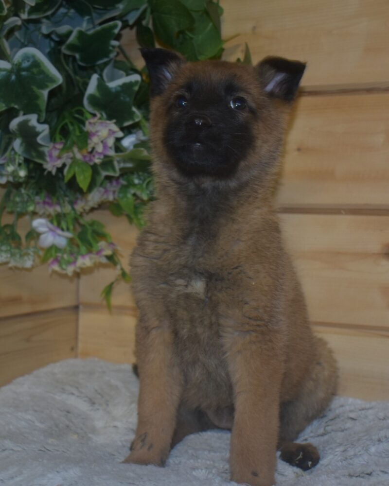 Malinois/Fox M 25/10/25 F NF (250268781018876)