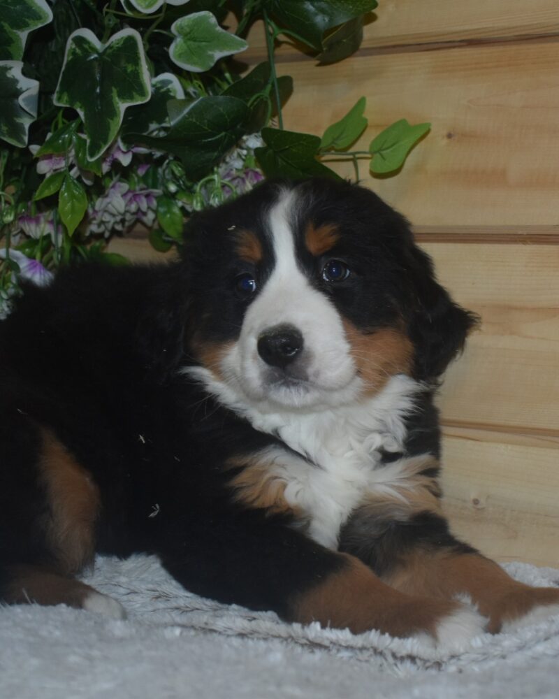 BOUVIER BERNOIS F 15.12.2023 TRICO non lof(7004)