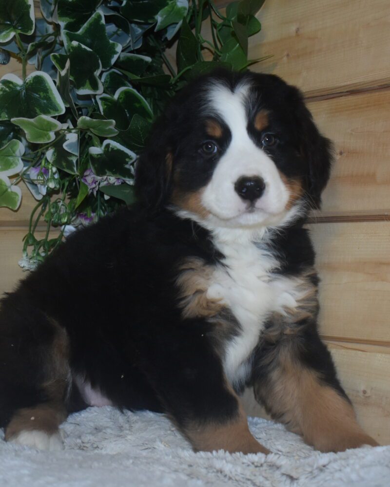 BOUVIER BERNOIS/NON.LOF/M/31.03.2024(10233)