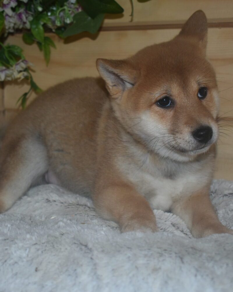 SHIBA INU Femelle fauve non lof 01.12.02023(0946)