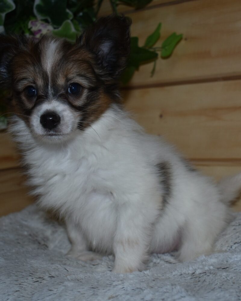 PAPILLION(Épagneul nain continental)M NON LOF 01.12.2023(7626)