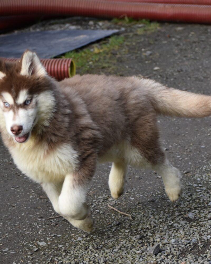 Husky M NON LOF 14.10.2023(0922)