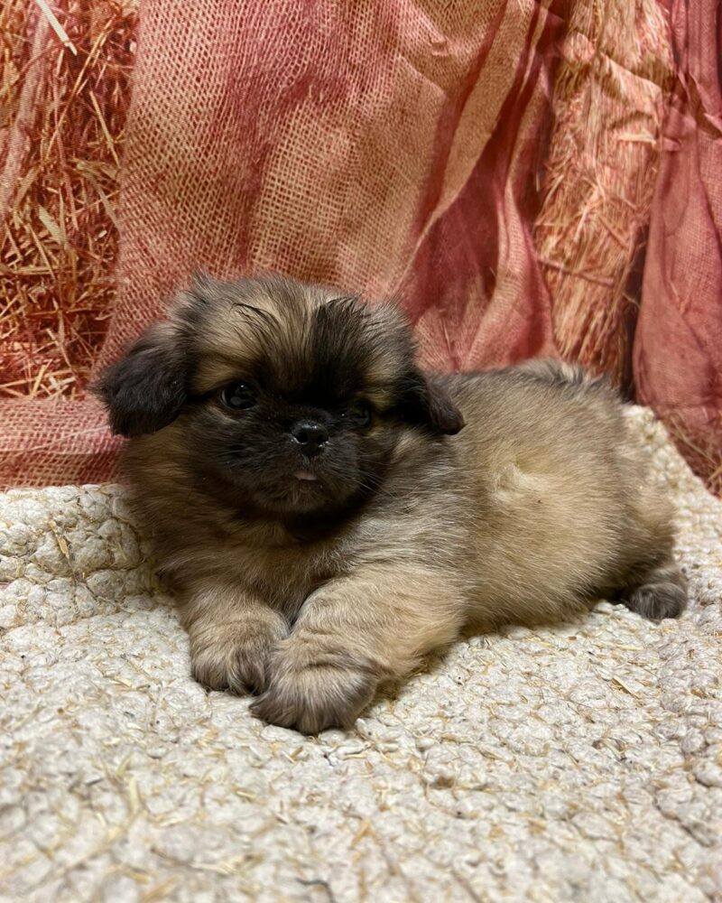 PEKINOIS M 12.12.2023 NON LOF FAUV CHARB (7112)