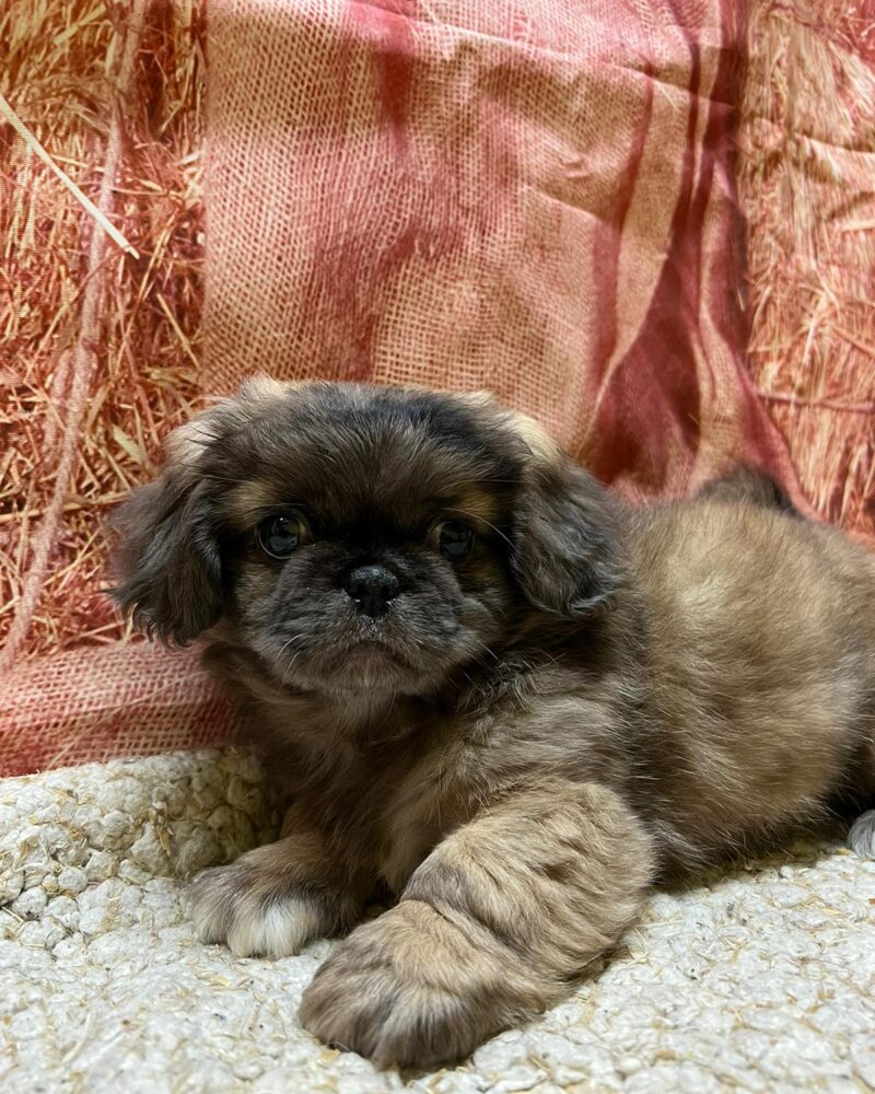 PEKINOIS F 12.12.2023 NON LOF FAUV CHARB (7116)