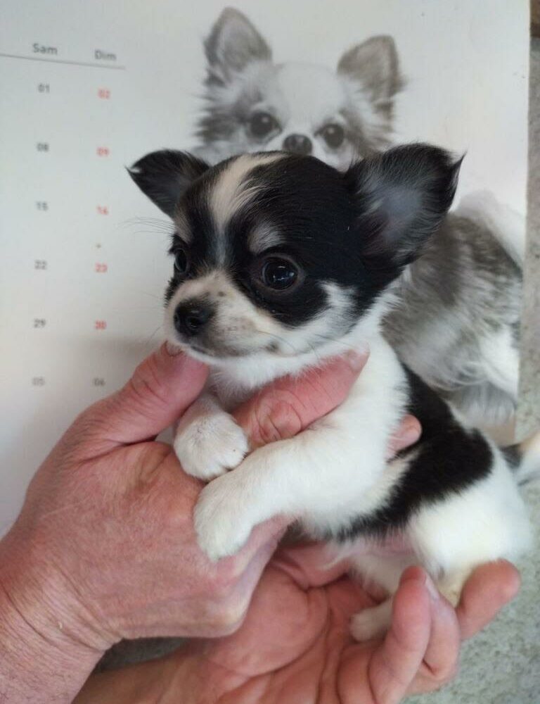 Chihuahua (6345)