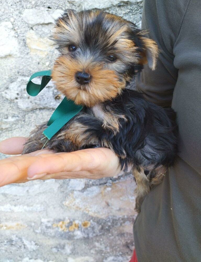 MORKIE (bichon X york) /NON.LOF/M/23.12.2023(0895)