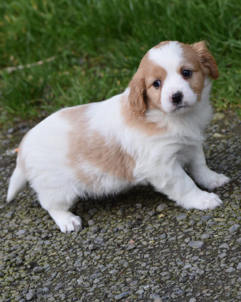 spitz croisé cavalier king charles femelle  (7156)