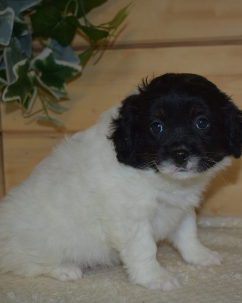 spitz croisé cavalier king charles femelle  (7147)