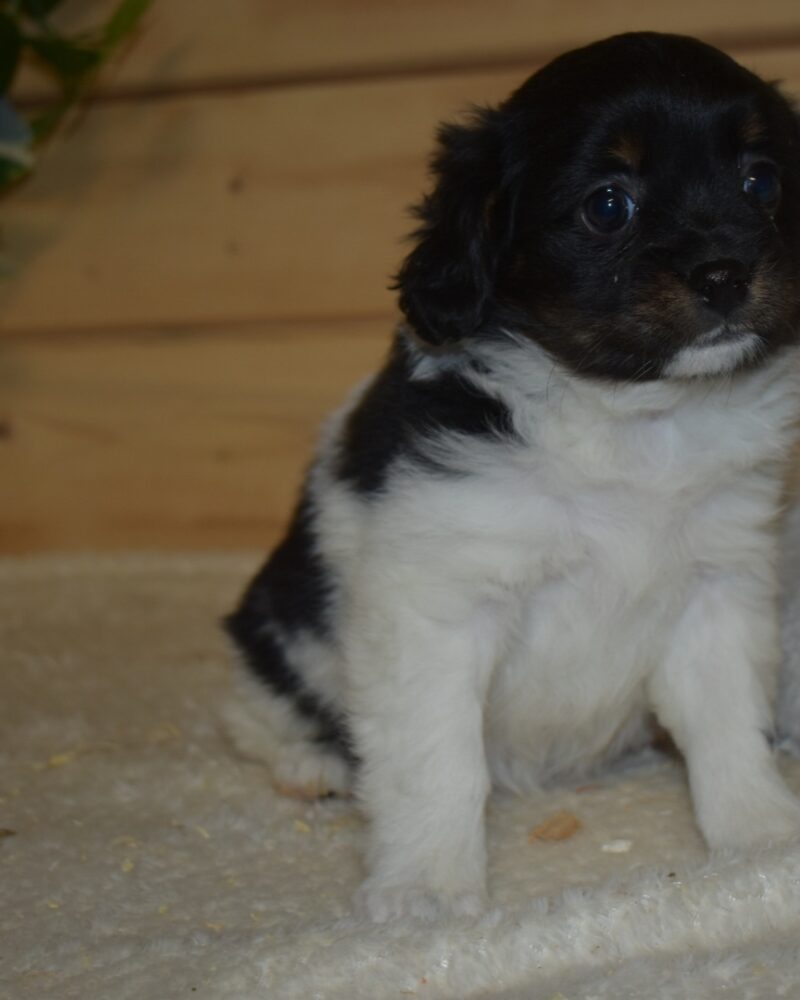 spitz croisé cavalier king charles femelle  (7146)