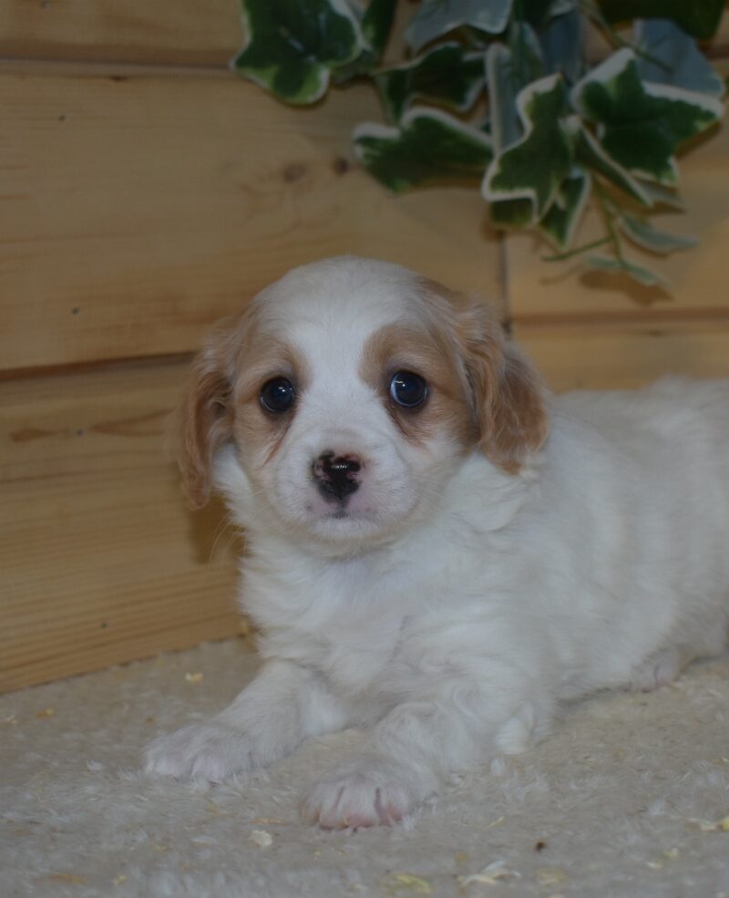 spitz croisé cavalier king charles femelle  (7164)