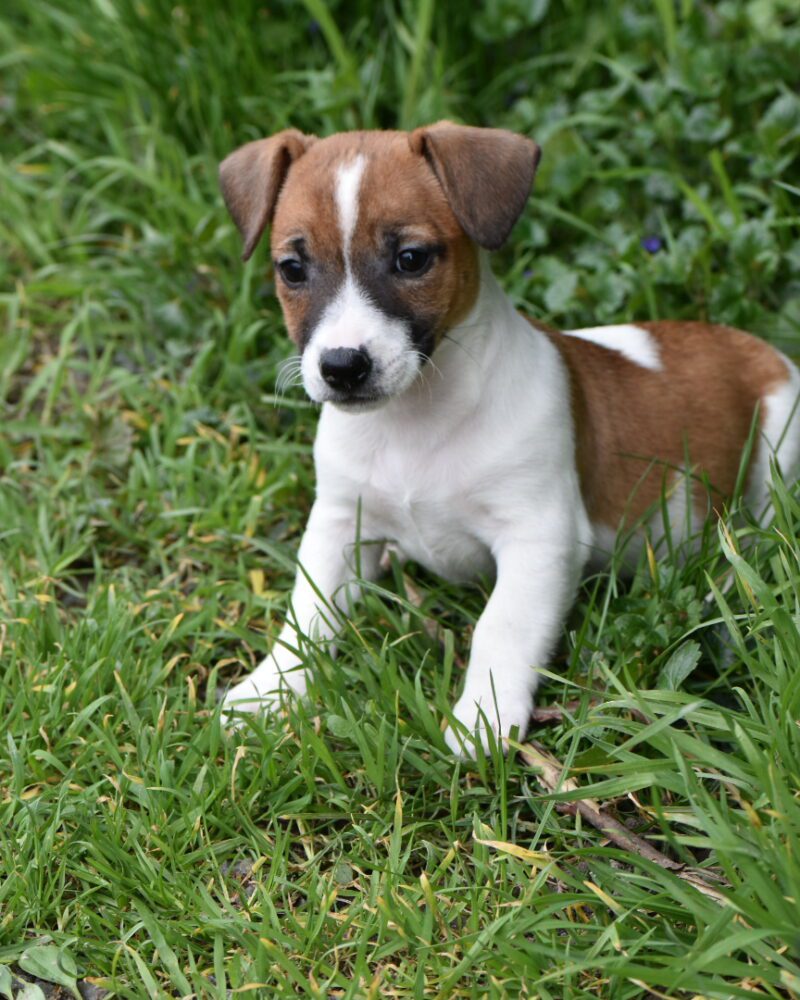 jack russel femelle non lof (8368)