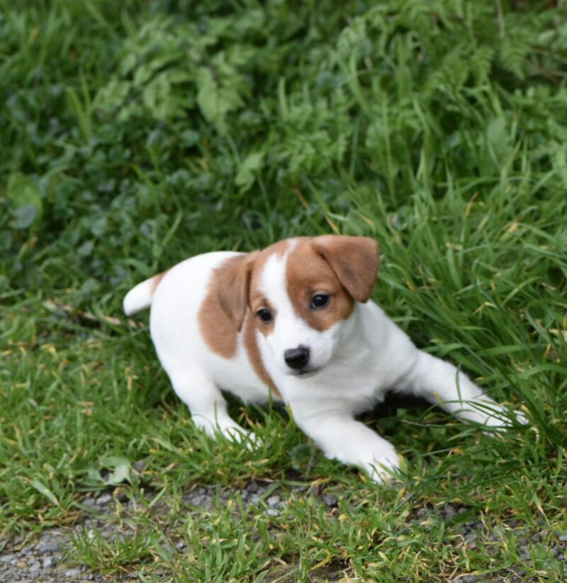 jack russel femelle non lof (8359)