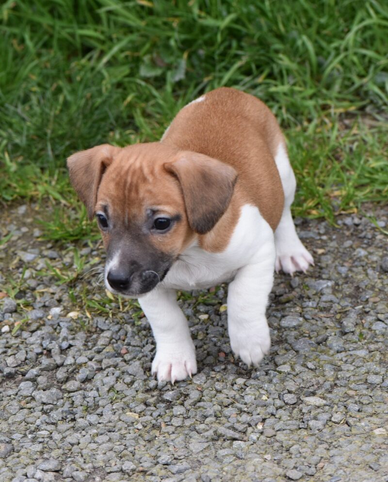 jack russel mâle non lof (8381)
