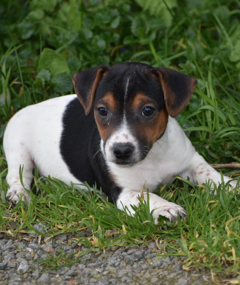 jack Russell Male non lof TRICO  (8350)
