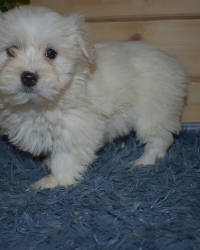 TYPE.BICHON.MALTAIS/NON.LOF/F/07.05.2024 (0830)