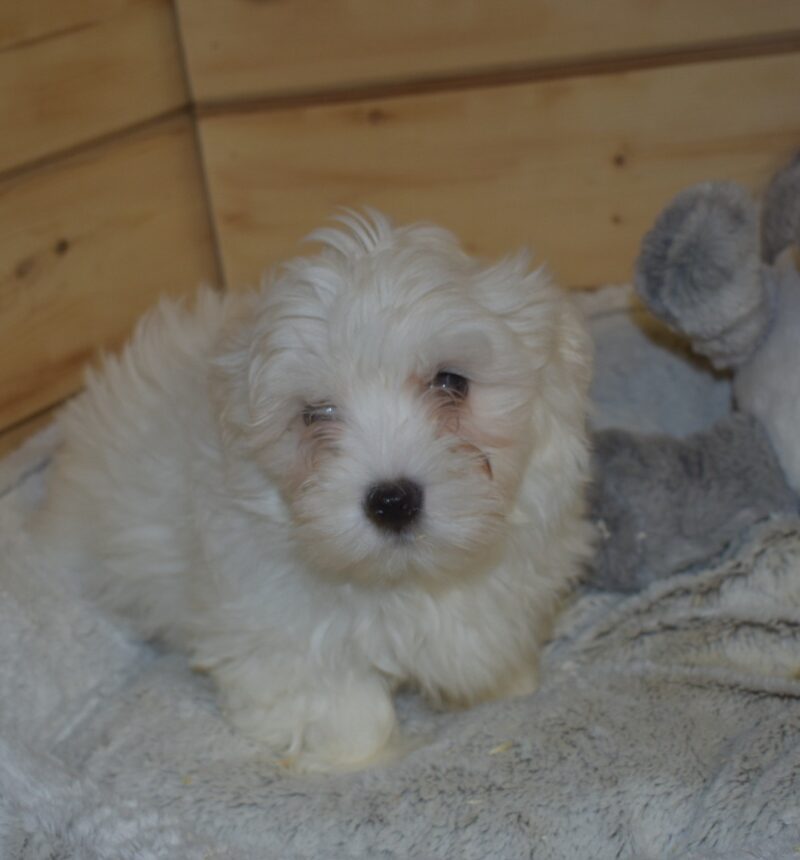 Bichons Maltais F 21.12.2023 NON LOF (6986)