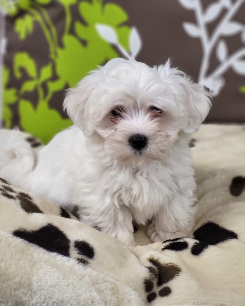 Bichons Maltais F 21.12.2023 NON LOF (6983)