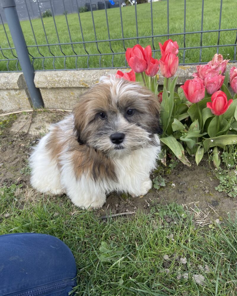 LHASSA APSO/NON.LOF/M/2.11.2023(2105)