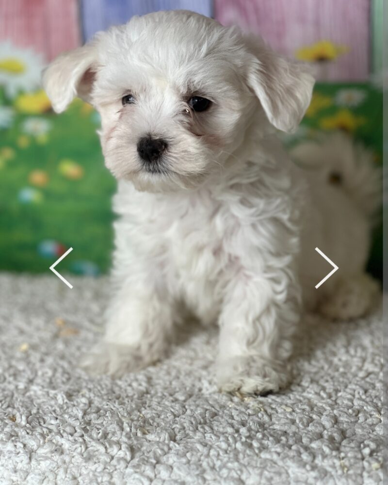 Bichon maltais F NON LOF 25.02.24(0759)