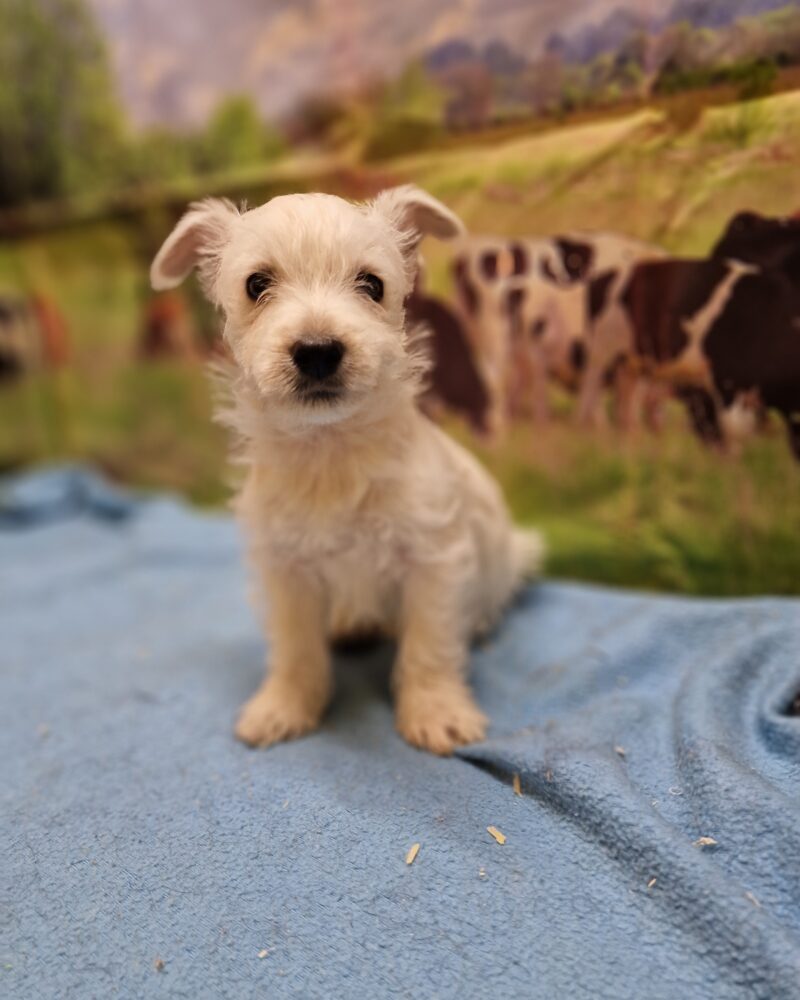Westie non lof Femelle (8393)