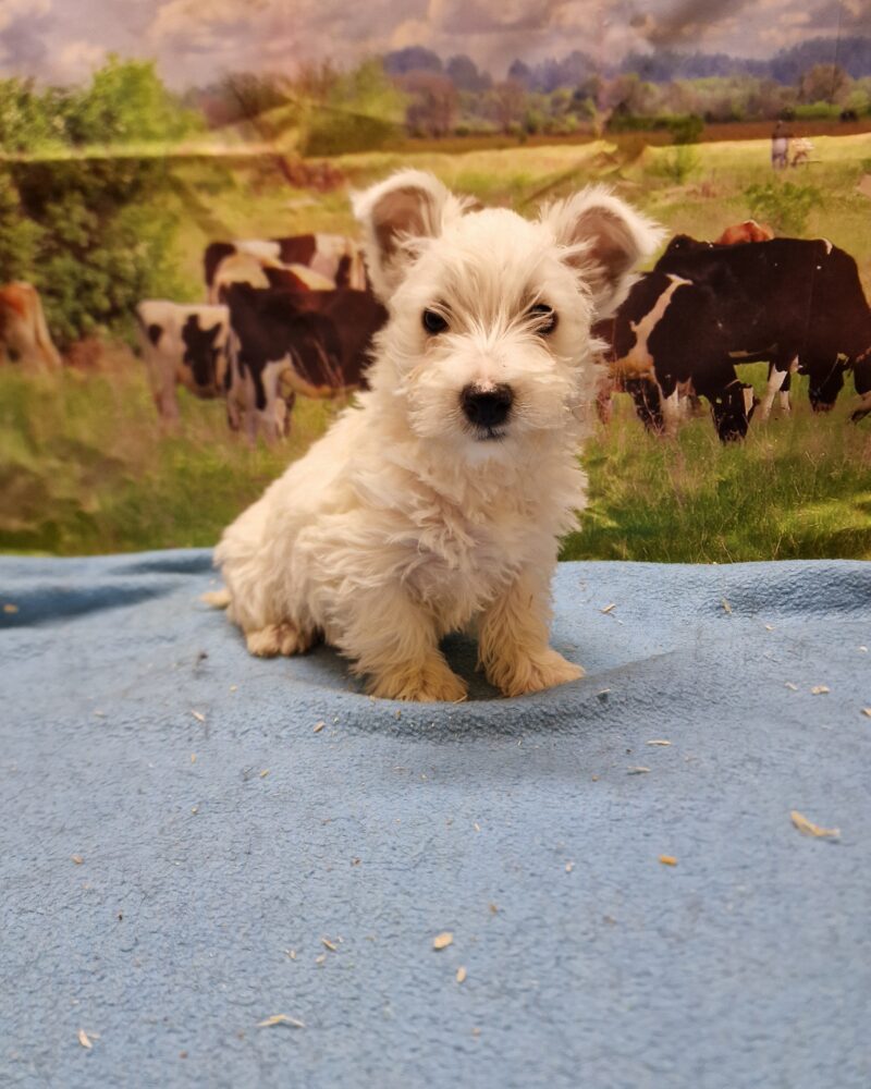 Westie non lof Femelle (8400)