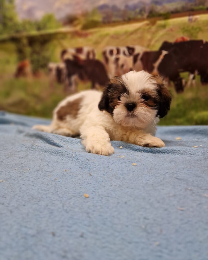 SHIH TZU M 12.02.2024 NON LOF TRICOLORE (8406)