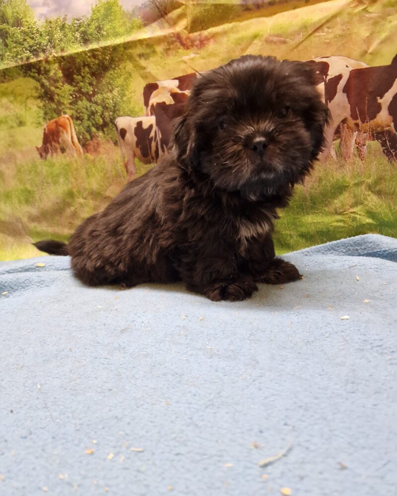 SHIH TZU M 12.02.2024 NON LOF NOIR (8332)