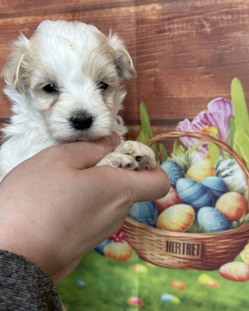 Bichon maltais (9738)