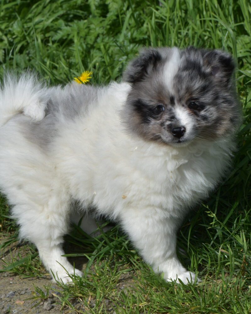 SPITZ/NON.LOF/F/30.01.2024/BLANC FAUV MERL (8470)