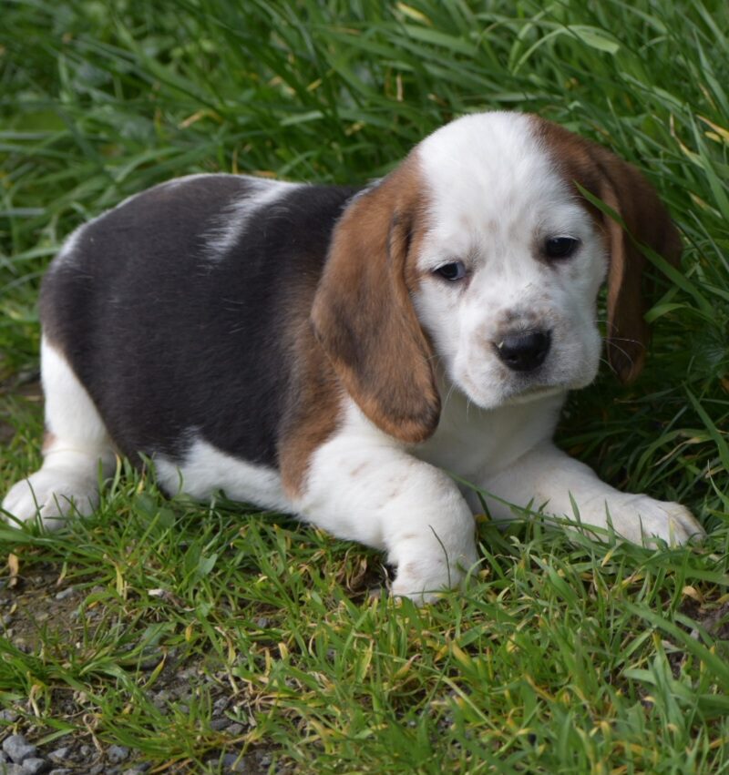 Beagle M NON LOF 04.02.24 TRICO (18466)