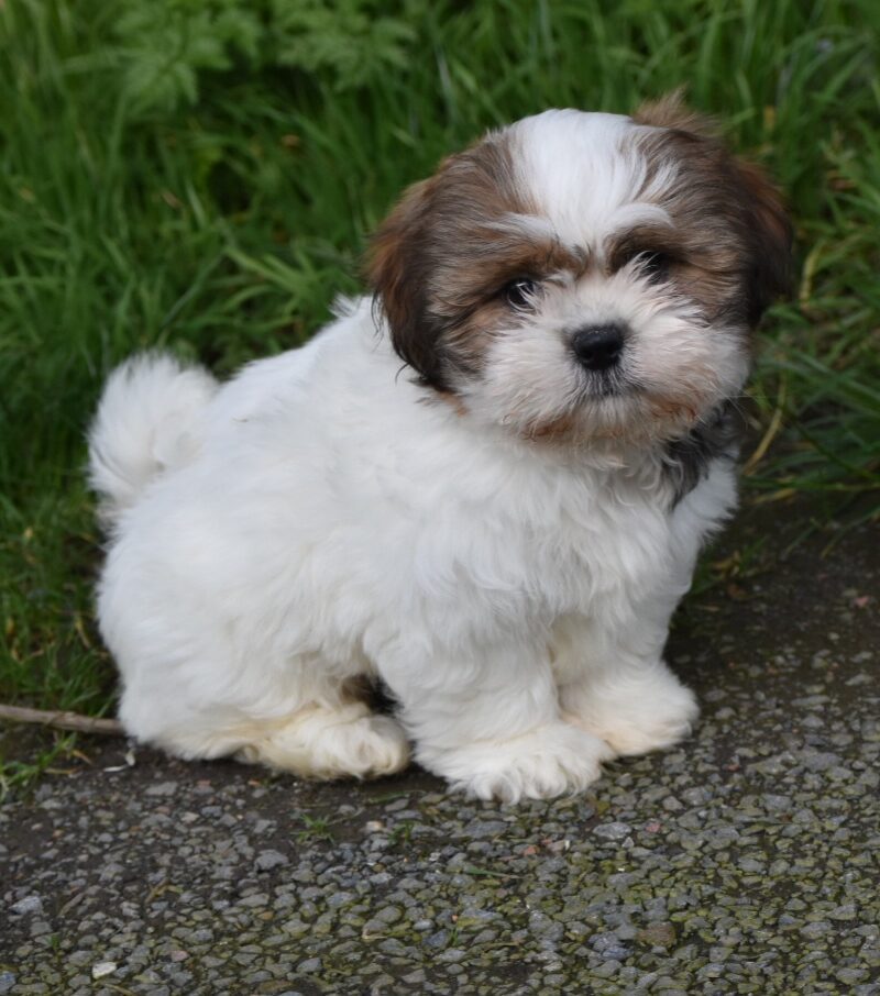 SHIH TZU M 14.01.2024 NON LOF TRICOLORE (6978)