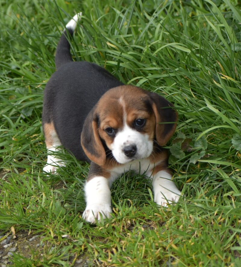 Beagle F NON LOF 04.02.24 TRICO (18392)