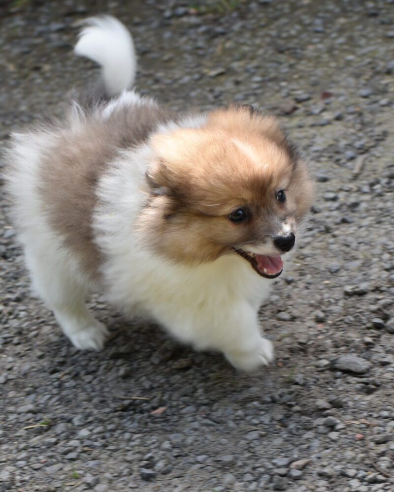 Spitz F 20/04/24 (0833)