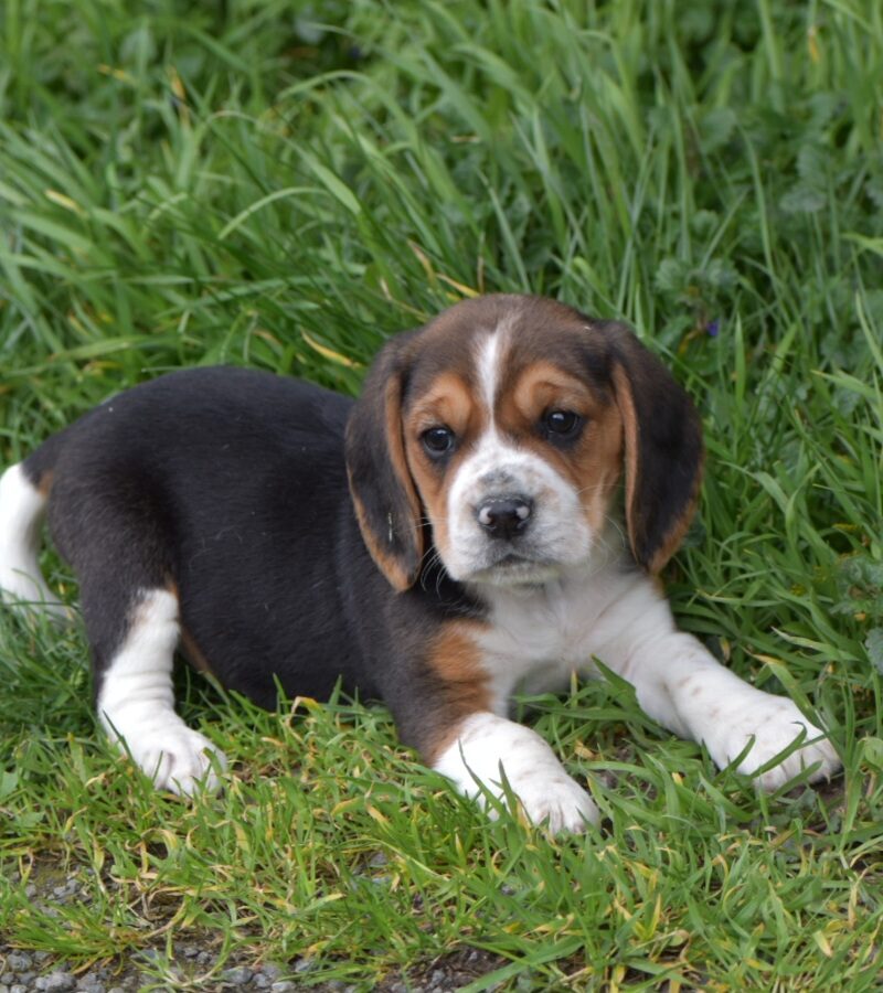 Beagle M NON LOF 04.02.24 TRICO (18373)